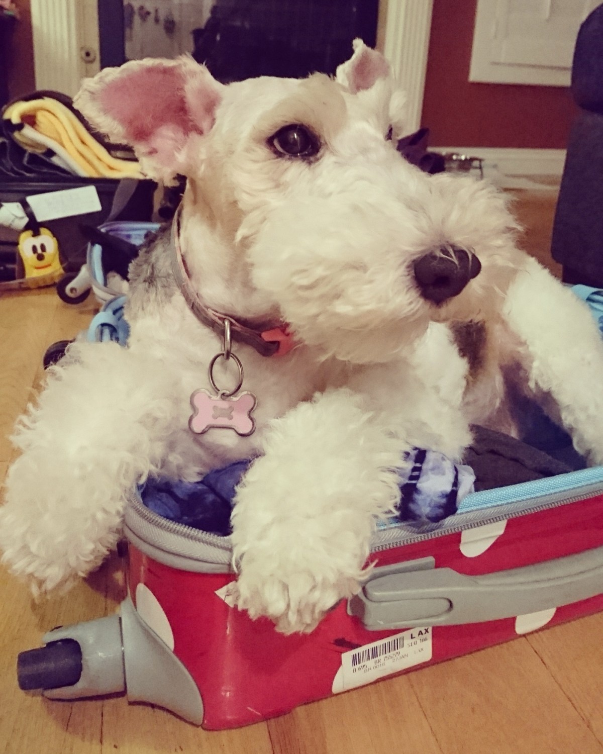 My first rescued&nbsp;dog-Melanie